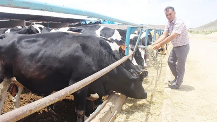 'Süt Köprüsü' hayata geçiriliyor