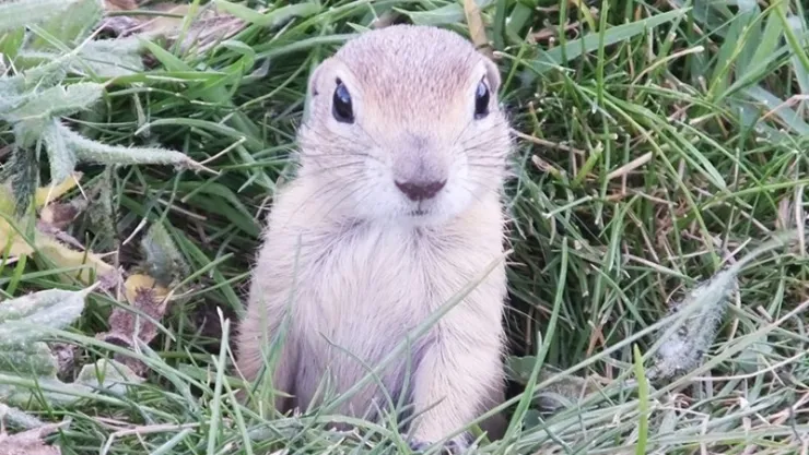 Üniversite gelengilere kaldı