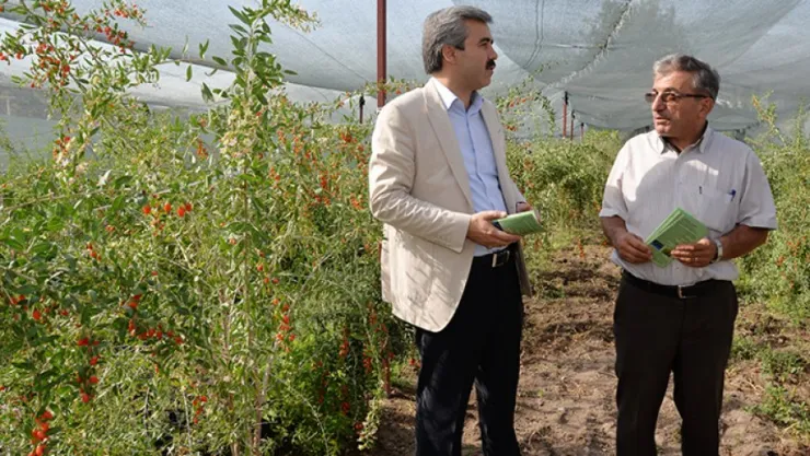 Alternatif Tıp Dostu Goji Berry