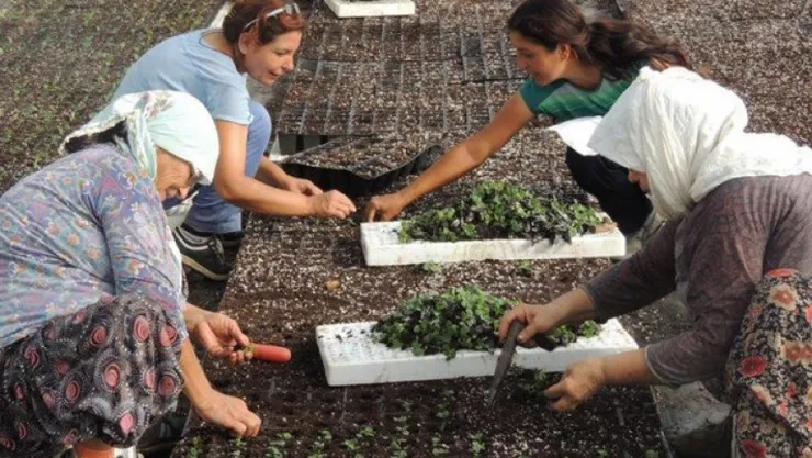 Fidan kullanım desteği başvuruları sürüyor