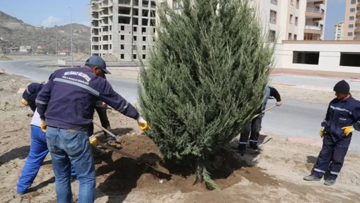 Melikgazi'ye en uygun ağaçlar dikilecek
