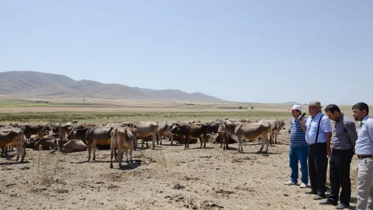 Mera hayvancılığı ivme kazanıyor