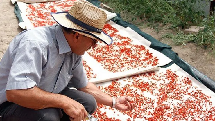 Erciyes'te siyah &quotgoji berry" üretiliyor