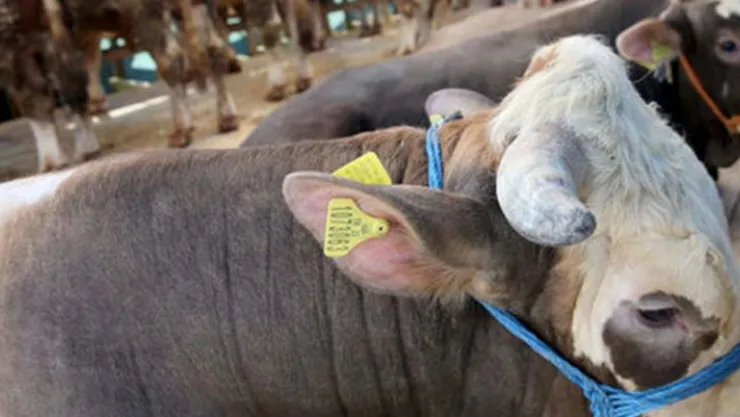 Kapı önlerinde kurban kesmek yasak