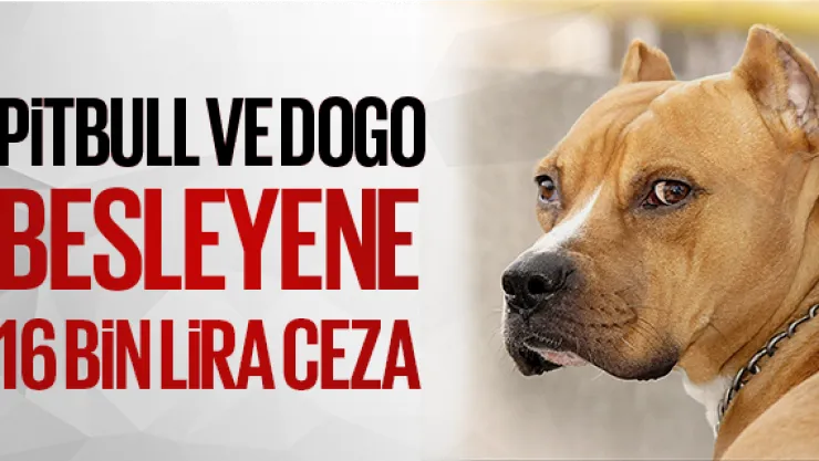 PiTBULL VE DOGO  BESLEYENE 16 BiN LiRA CEZA