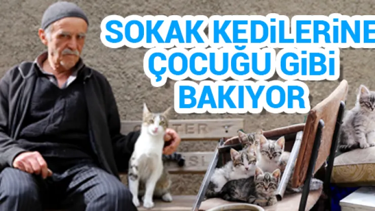 Sokak kedilerine çocuğu gibi bakıyor