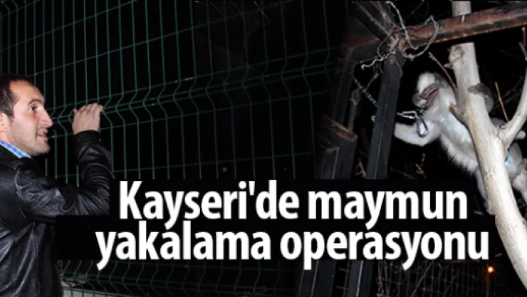 Kayseri'de maymun yakalama operasyonu
