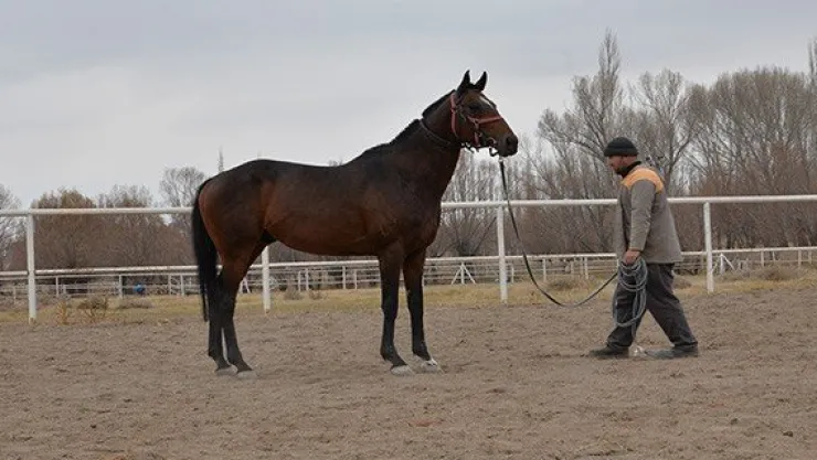 Pınarbaşı'nda şampiyon atlar yetişiyor