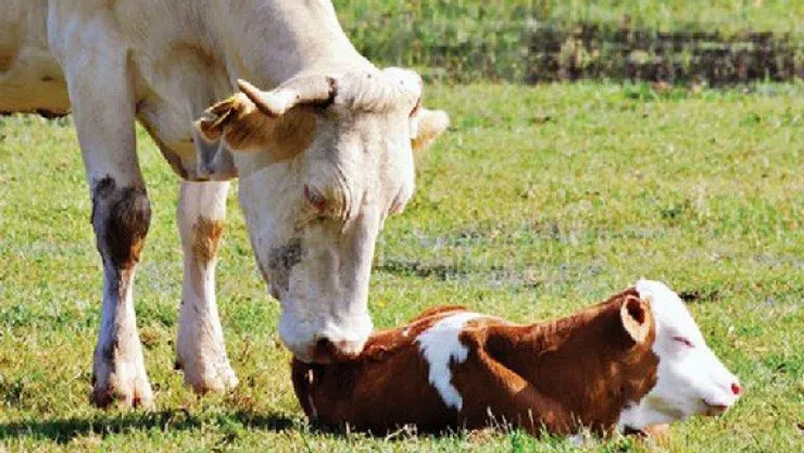 Yedi buzağıdan birini yaşatamıyoruz