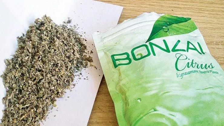 Bonzai" satıcısına 12,5 yıl hapis cezası