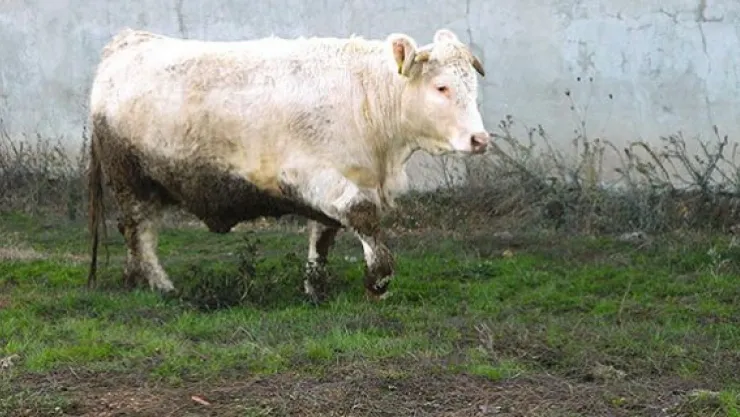 Et açığını 'Charollais' ırkı sığırlar kapatacak