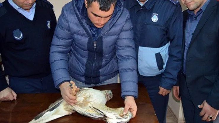 Yaralı şahin tedavi edildi