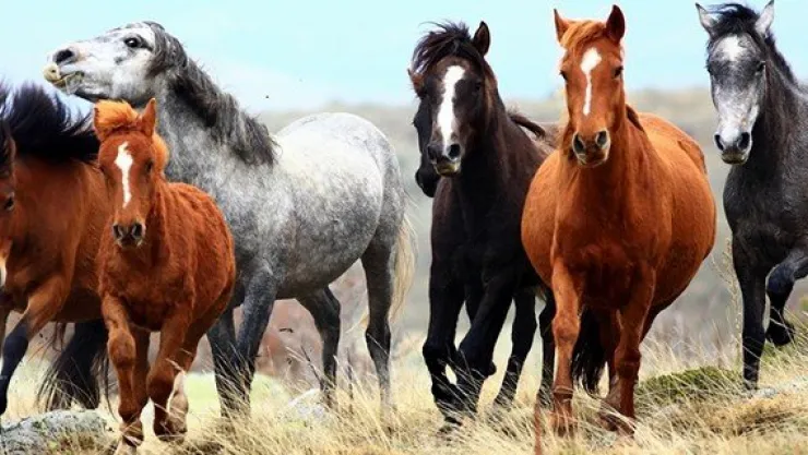 Doğa'nın özgür çocukları Yılkı atları