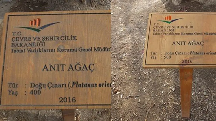 Anıt ağaçların 'abartılı' yaşlarına inceleme