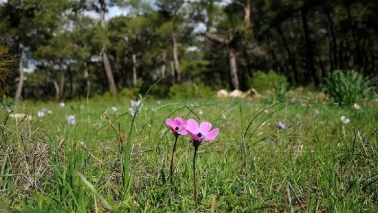 Baharın habercisi ilk cemre havaya düştü