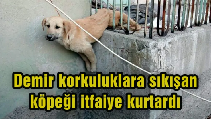 Demir korkuluklara sıkışan köpeği itfaiye kurtardı
