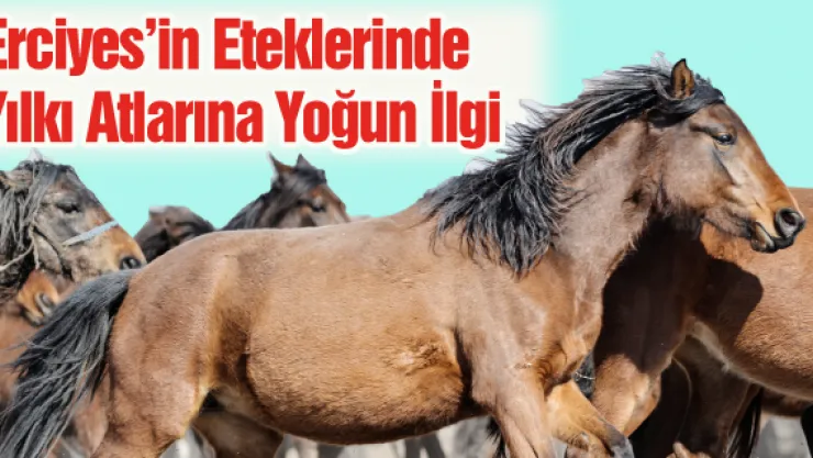 Erciyes'in Eteklerinde Yılkı Atlarına Yoğun İlgi