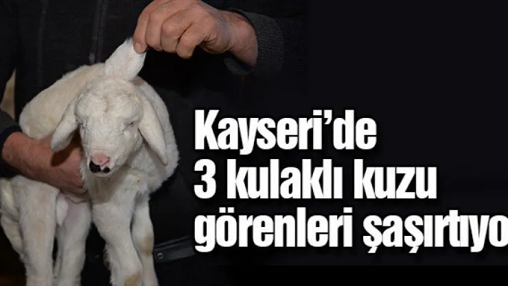 Kayseri'de 3 kulaklı kuzu görenleri şaşırtıyor