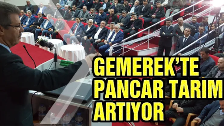 Gemerek'te pancar tarımı artıyor 