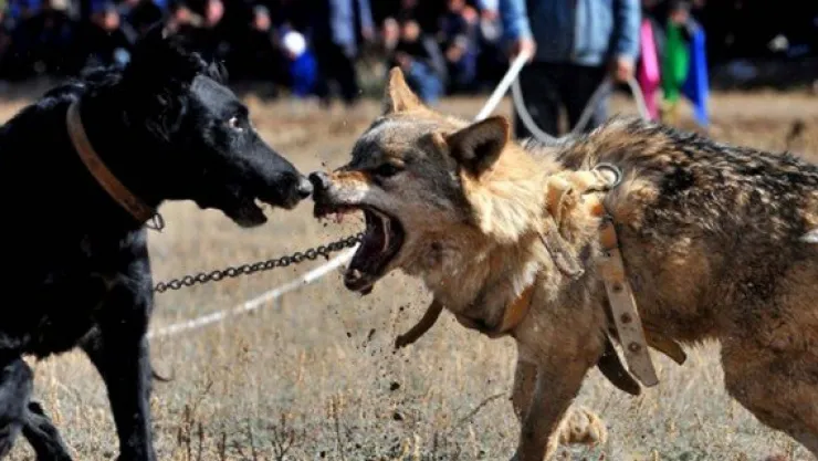 Köpeğe eziyet eden şahsa 12 bin 613 TL ceza