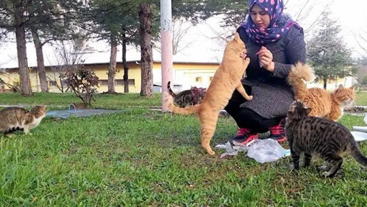 Öğrenci bursu ile kedileri doyuruyor
