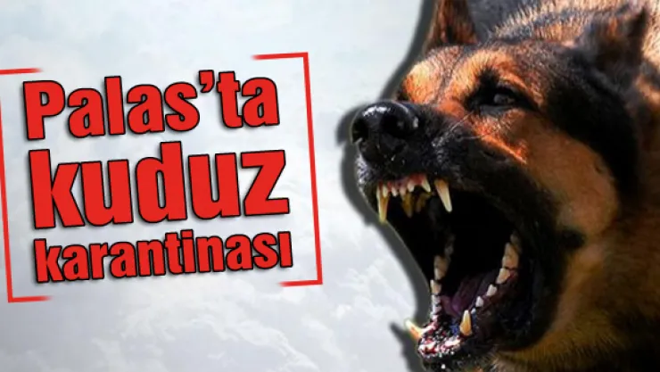 Palas'ta kuduz karantinası