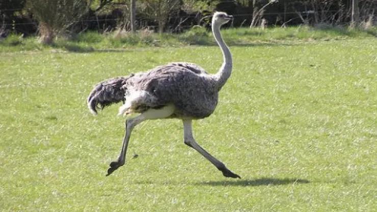 Bacağı kırılan devekuşu, ERÜ'de tedavi edildi