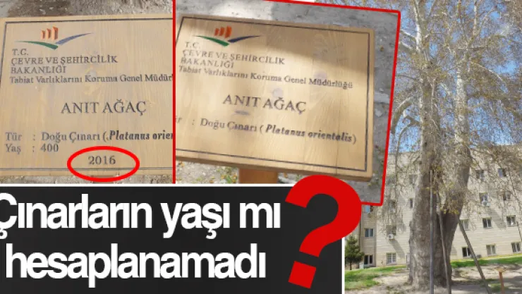 Çınarların yaşı mı hesaplanamadı?