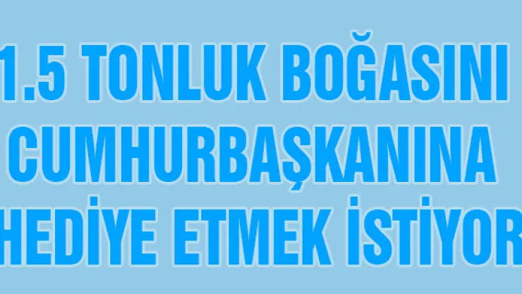 1.5 tonluk boğasını Cumhurbaşkanına hediye etmek istiyor