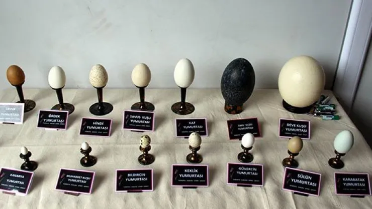 Hayallerini yumurta kabuğuna aktarıyor