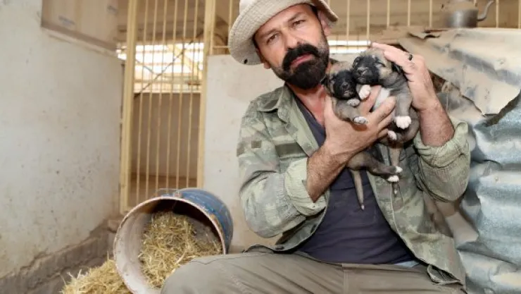 Yavru Kangallar &quotkoyun kokusuyla" büyüyor