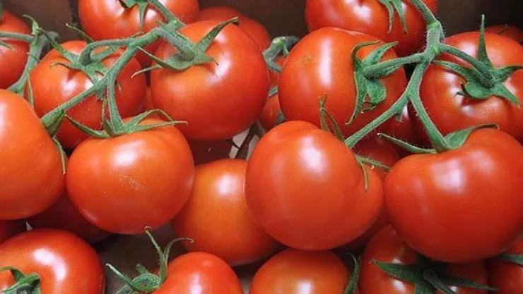 Domates ithalatına 'şartlı' yeşil ışık