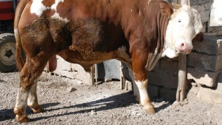 Tosunun teptiği adam hayatını kaybetti