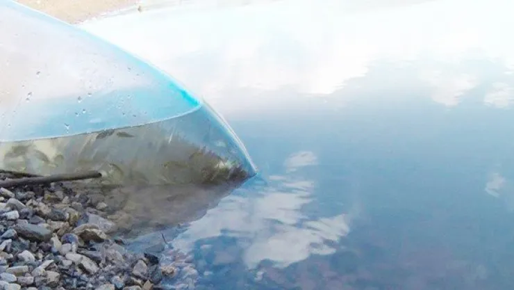 4 gölete 95 bin yavru alabalık bırakıldı