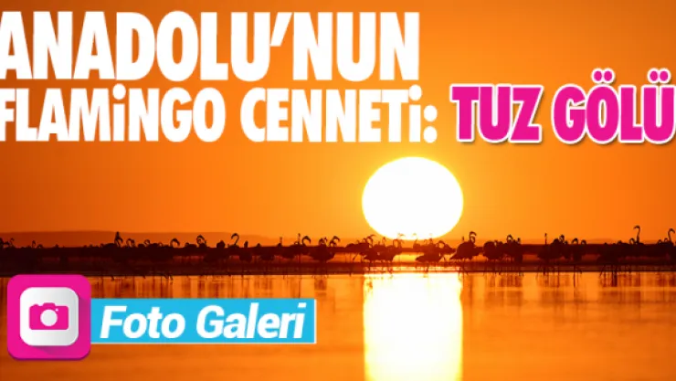 Anadolu'nun flamingo cenneti: Tuz Gölü