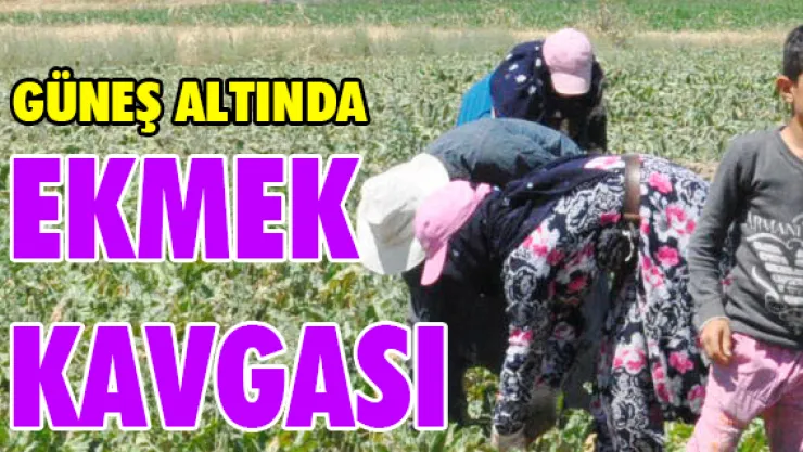 Güneş altında 'ekmek kavgası'
