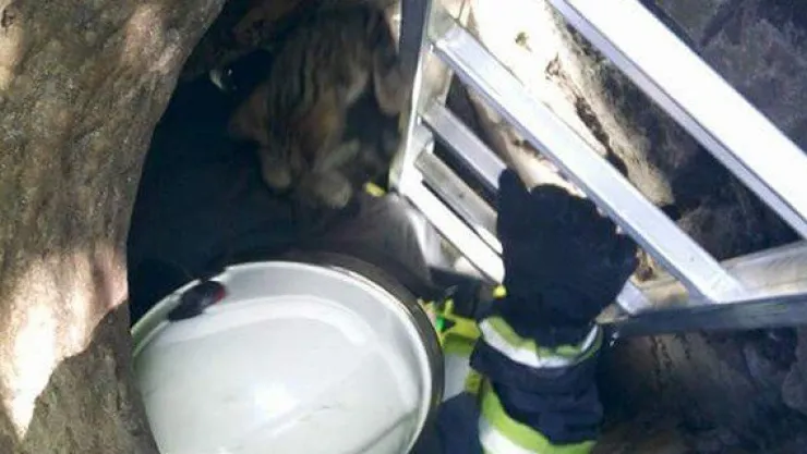 Kuyuya düşen kediyi itfaiye ekipleri kurtardı