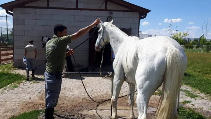 Sıcak havalarda hayvanlara özel serinletme
