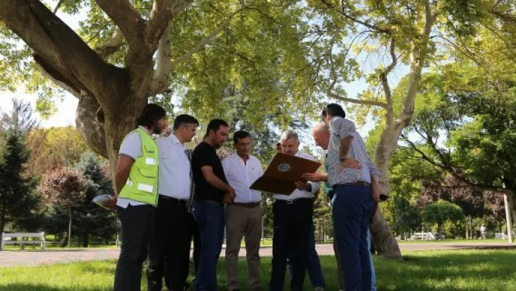 Çelik ağaçların kesilmemesi için o projeyi değiştirdi