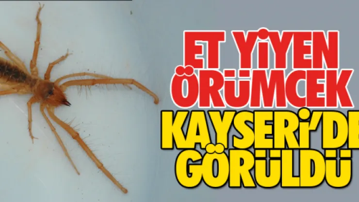 Et yiyen örümcek Kayseri'de görüldü