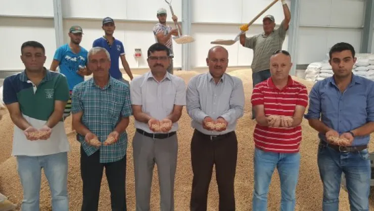 'Sözleşmeli tarım' nohut ve mercimeğe talebi artırdı