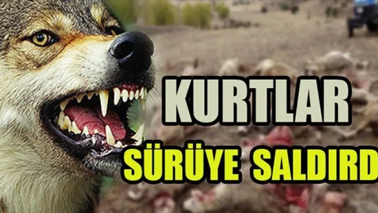Sarıoğlan'da sürüye kurt saldırdı