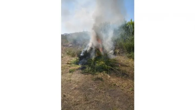 Şehrin merkezinde 13 bin kök kenevir