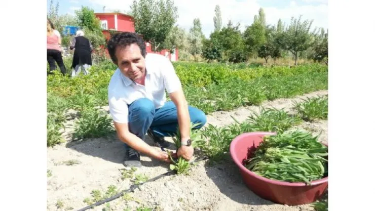 Talas'ta adaçayı hasadı yapıldı