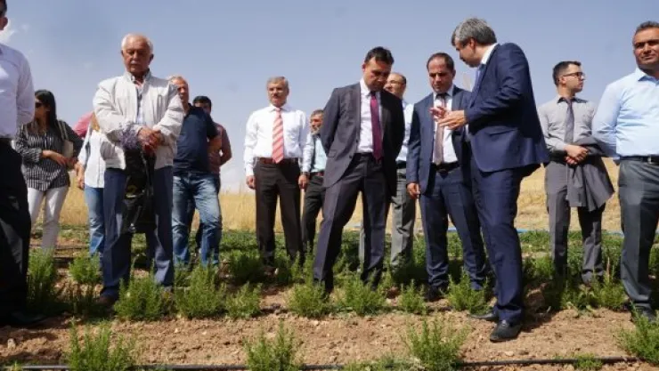 Tıbbi ve aromatik bitki bahçelerinin tanıtımı yapıldı