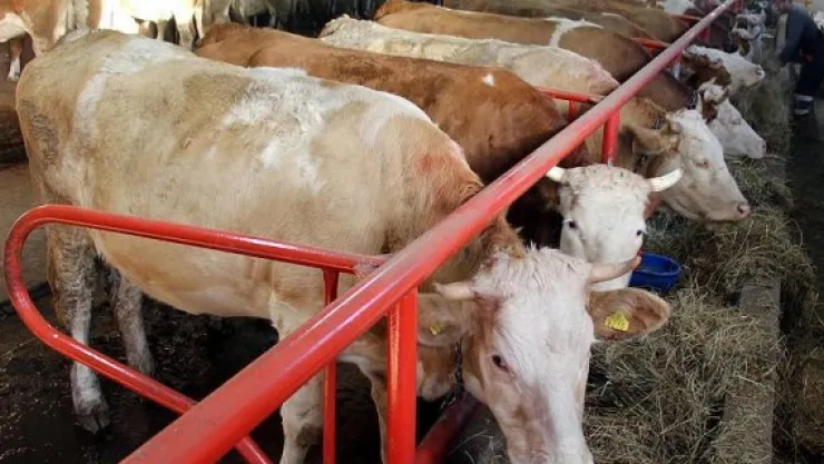 Düve alım desteği yetiştiriciyi sevindirdi