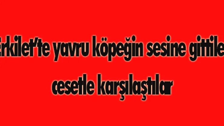 Erkilet'te yavru köpeğin sesine gittiler cesetle karşılaştılar