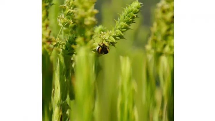 Şifalı bitkiler ülke ekonomisine de ilaç oldu