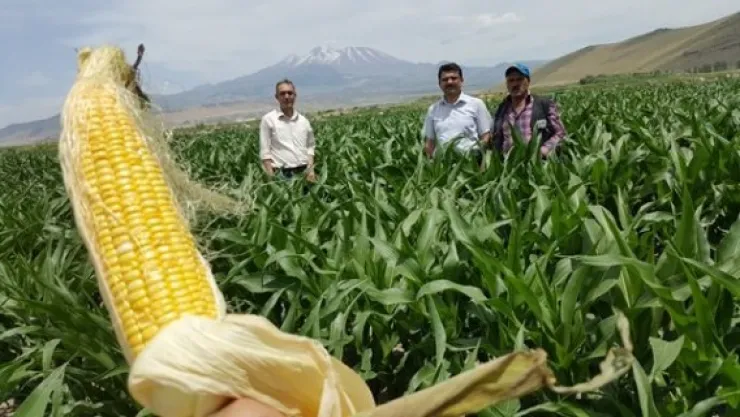 Silajlık mısır üretimi çiftçiyi memnun etti