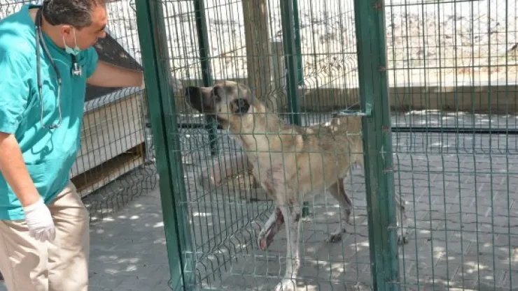 Sokak hayvanlarının yaraları sevgiyle sarılıyor